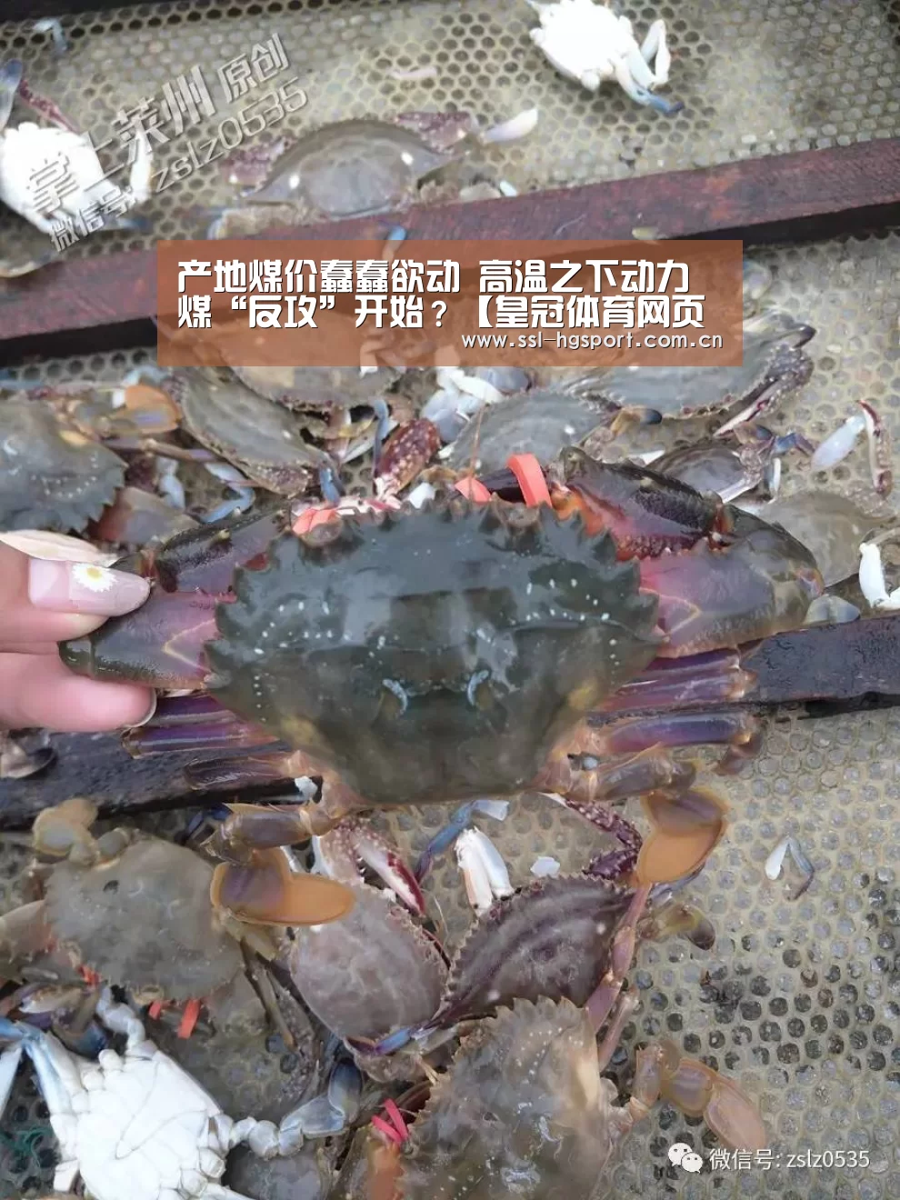 皇冠体育登录